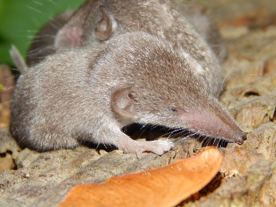 Spitzmäuse